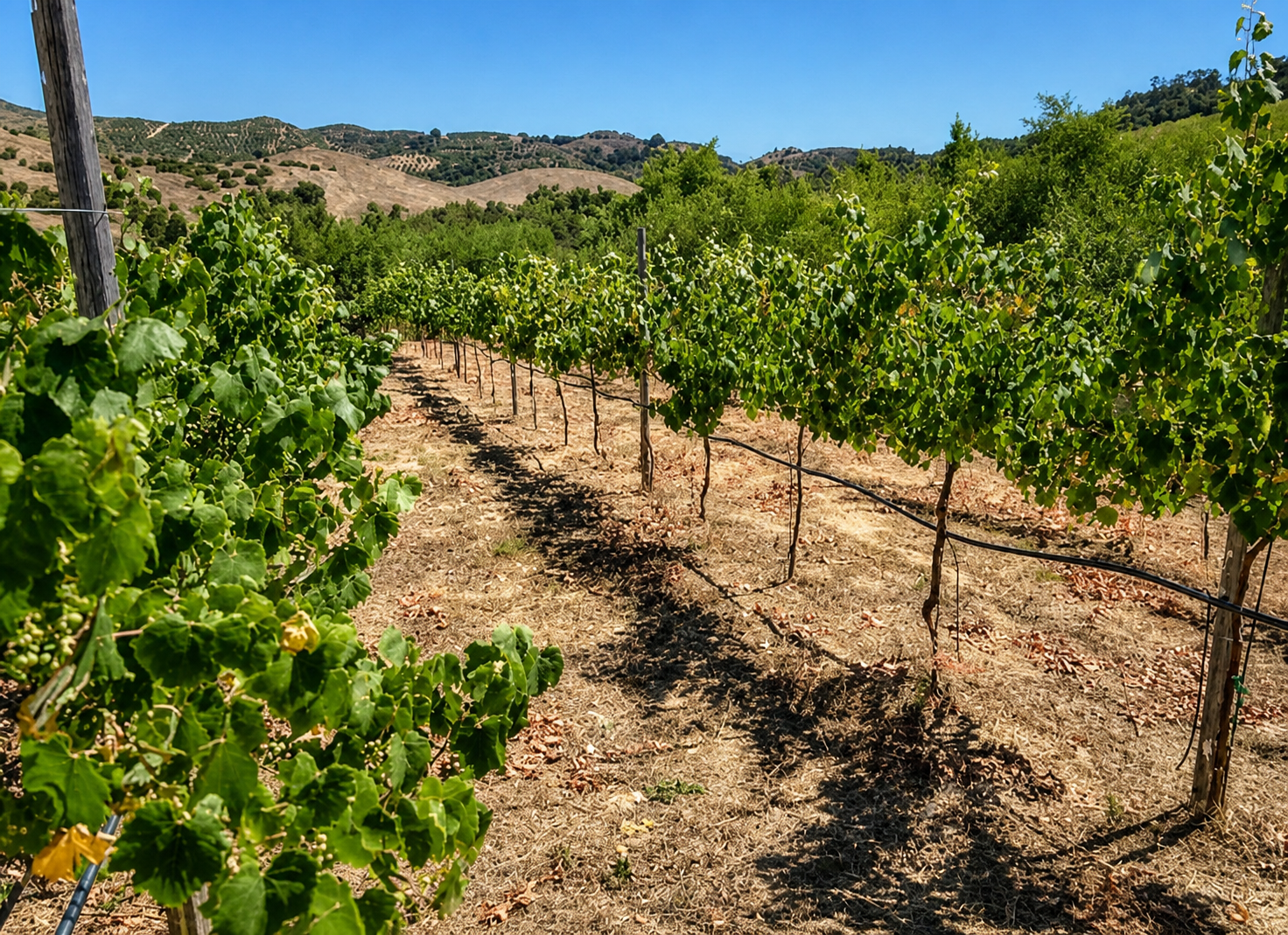 43447 Calle Jardin in Temecula, CA